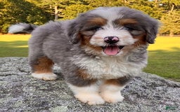 Mini Bernedoodle dogs for sale: 💗 In Boston Massachusetts 💗 Two Blue Eyes 💗 Mini Bernedoodle 💗 - Image 10