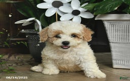 Shihpoo dogs for sale: Willow - Image 3