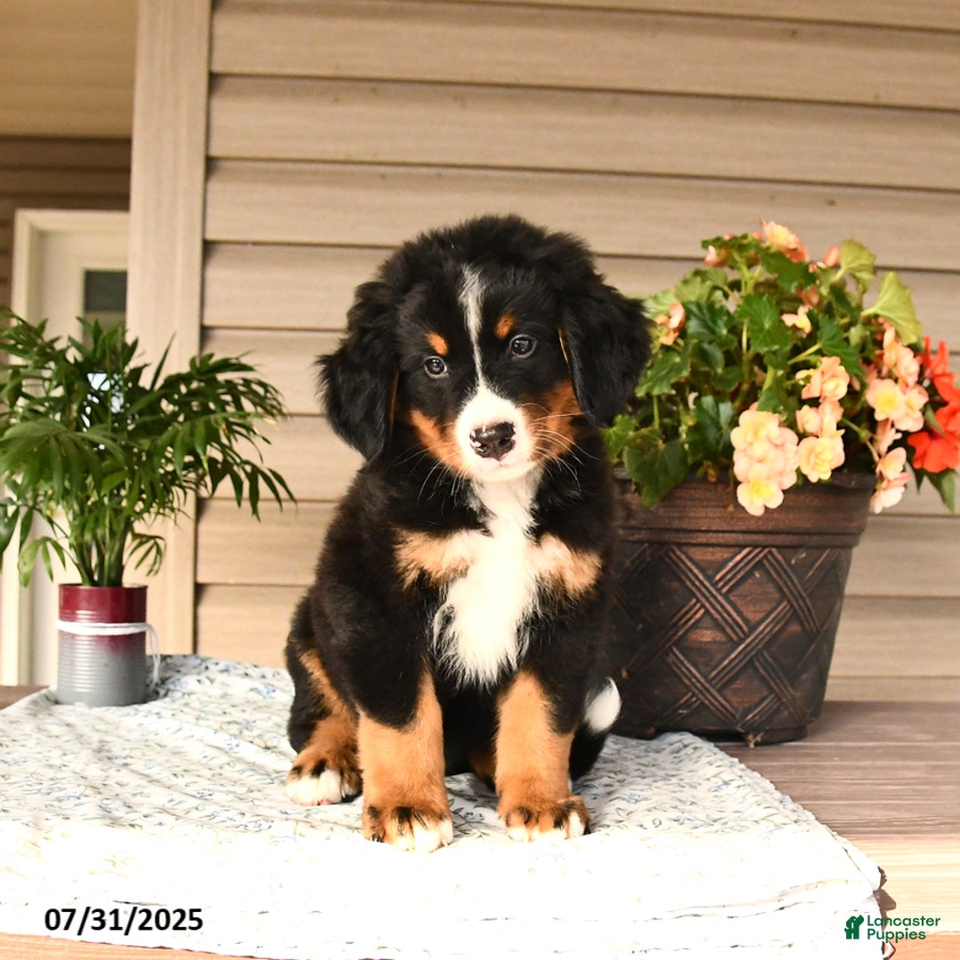 Bernese Mountain Dog dogs for sale: Buster - Image 10