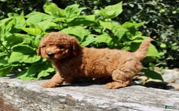 Mini Goldendoodle dogs for sale: Taylor - Image 4