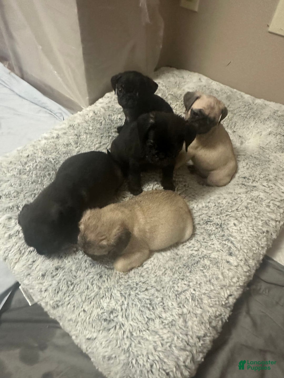 Pug dogs for sale: Hazel - Image 4
