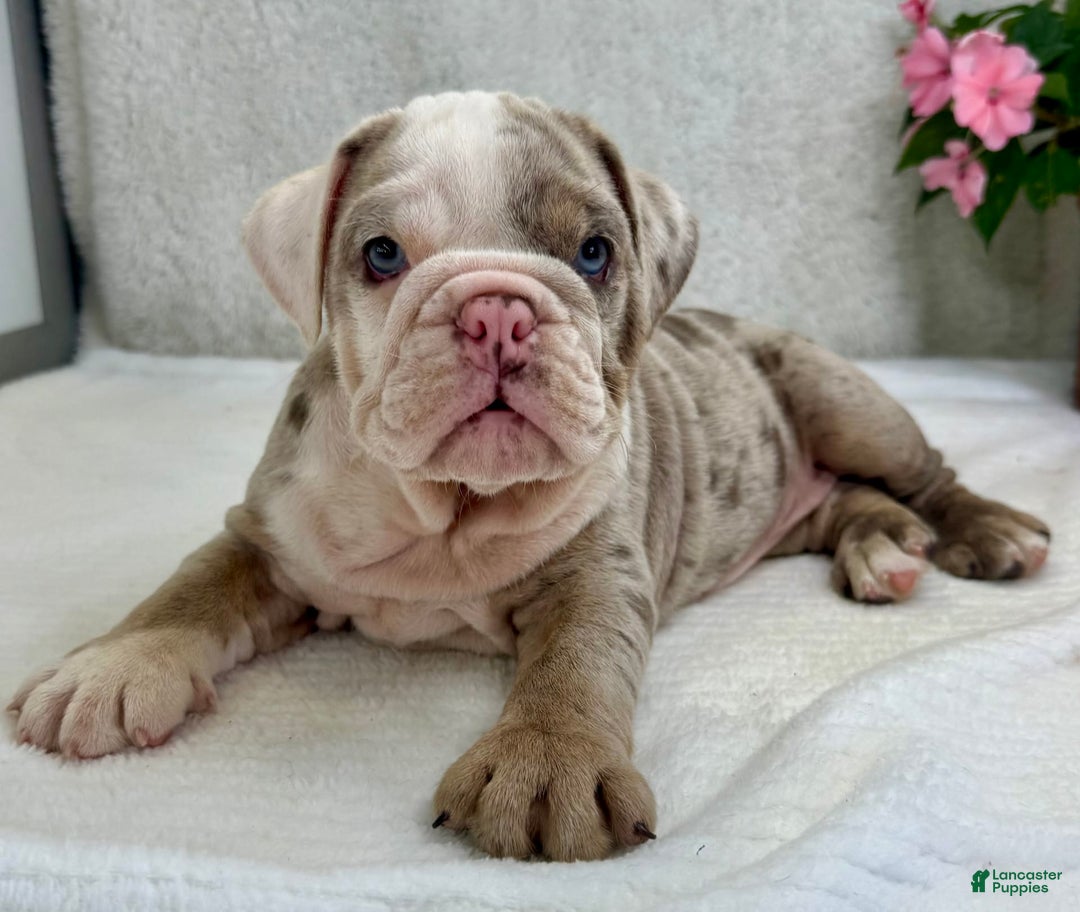 English Bulldog dogs for sale: Eden - Image 3