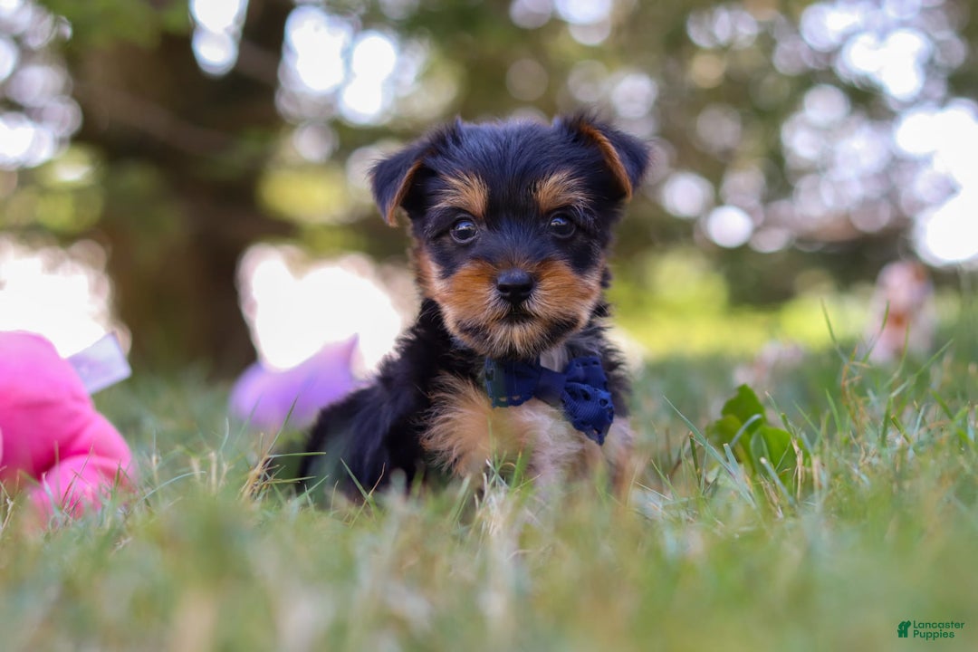 Yorkshire Terrier dogs for sale: Cooper - Image 2