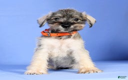 Miniature Schnauzer dogs for sale: Betty - Image 8
