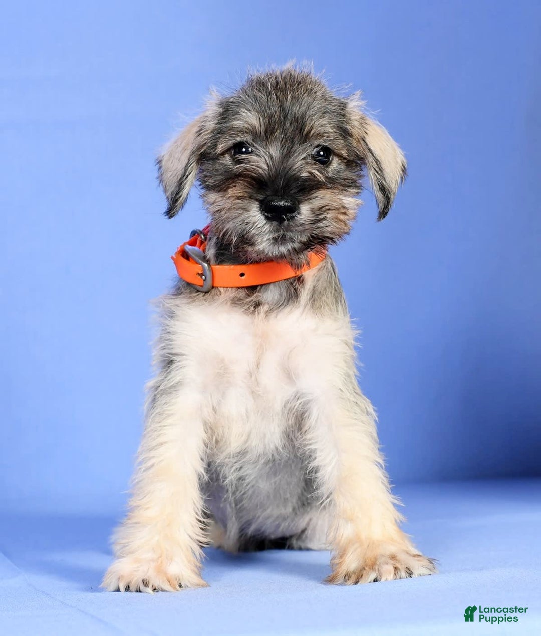 Miniature Schnauzer dogs for sale: Betty - Image 8