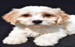 Cavachon dogs for sale: Buddy - Image 4