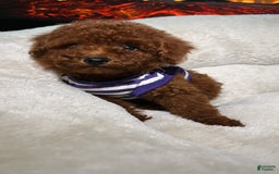 Toy Poodle dogs for sale: Toy Poodle 3 puppies - Image 5
