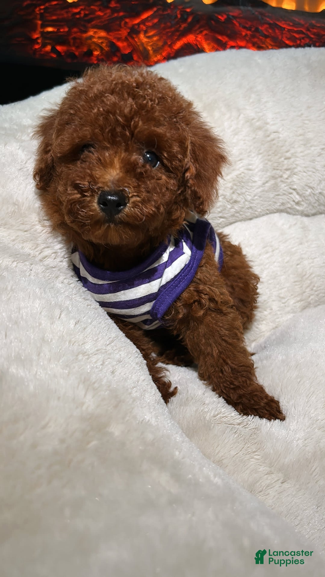 Toy Poodle dogs for sale: Toy Poodle 3 puppies - Image 5