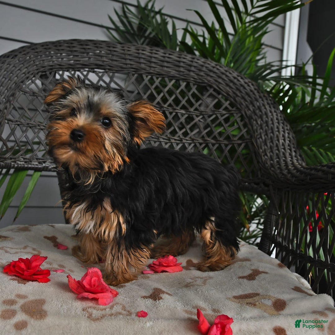 Yorkshire Terrier dogs for sale: Alice - Image 5
