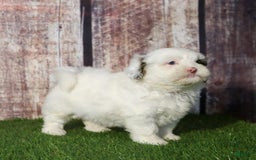 Shihpoo dogs for sale: Billy - Image 14