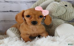 Miniature Dachshund dogs for sale: Miniature Dachshund 3 puppies - Image 12