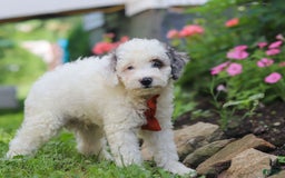 Mini Aussiedoodle dogs for sale: Diamond - Image 3
