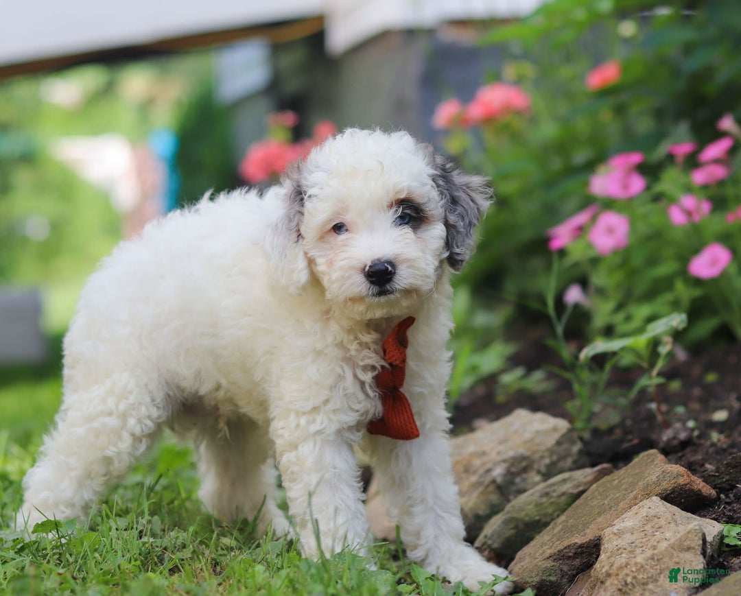 Mini Aussiedoodle dogs for sale: Diamond - Image 3