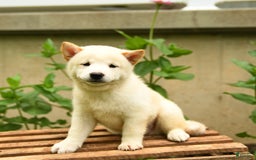 Shiba Inu dogs for sale: Pete - Image 3