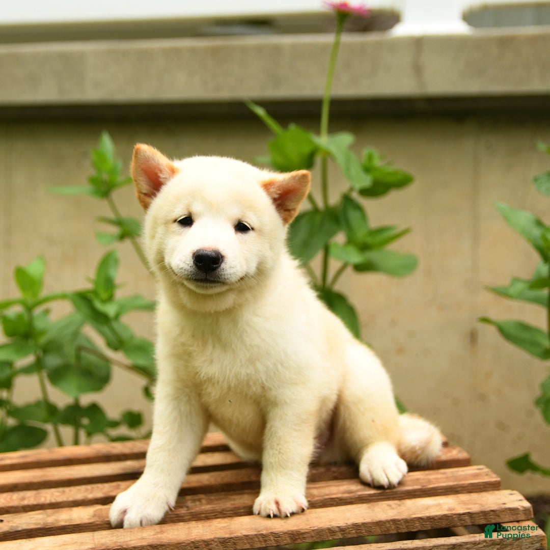 Shiba Inu dogs for sale: Pete - Image 3