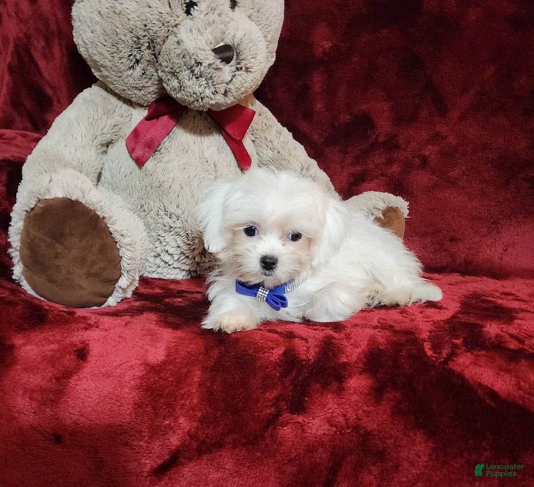 Malshi dogs for sale: Kona - Image 5