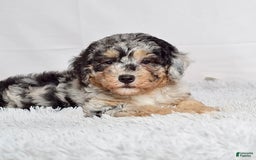 Mini Goldendoodle dogs for sale: Ms. Macy - Image 8