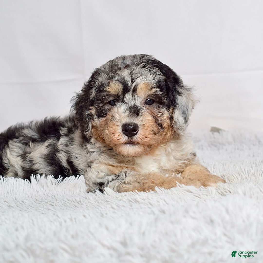Mini Goldendoodle dogs for sale: Ms. Macy - Image 8
