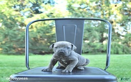 Cane Corso dogs for sale: Drake - Image 5
