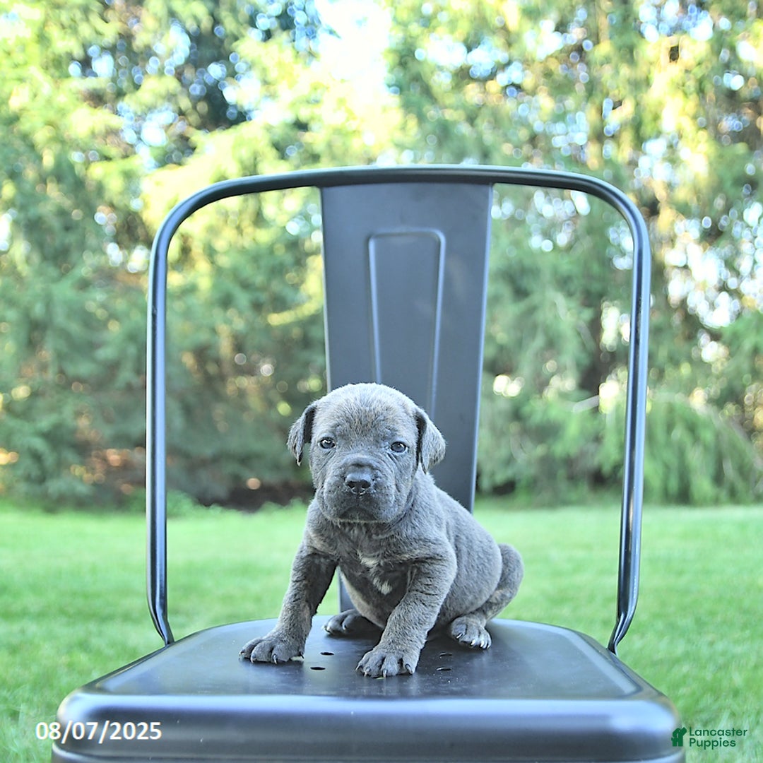 Cane Corso dogs for sale: Drake - Image 5