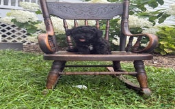 Goldendoodle dogs for sale: Babbles - Image 4