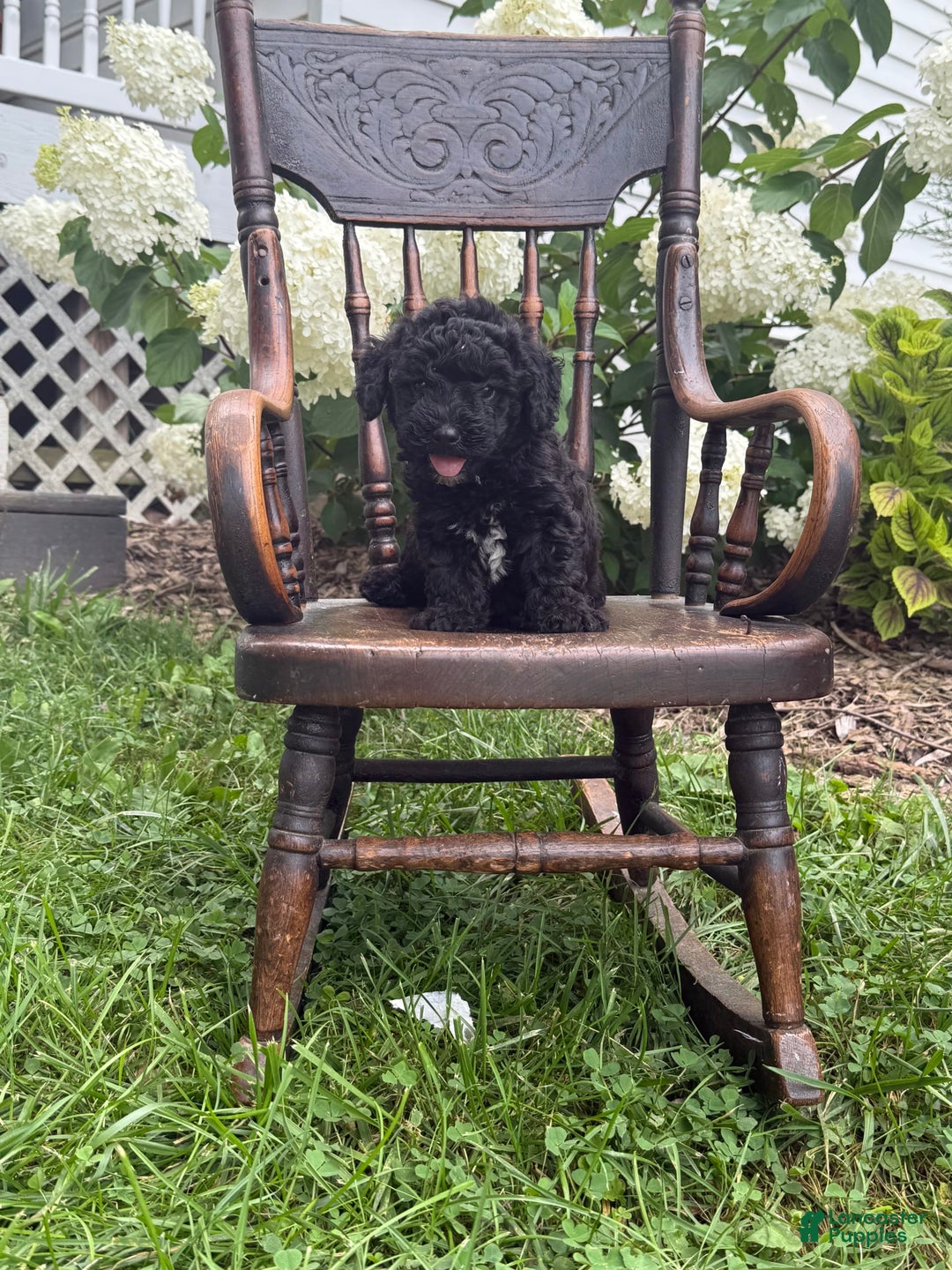 Goldendoodle dogs for sale: Babbles - Image 4
