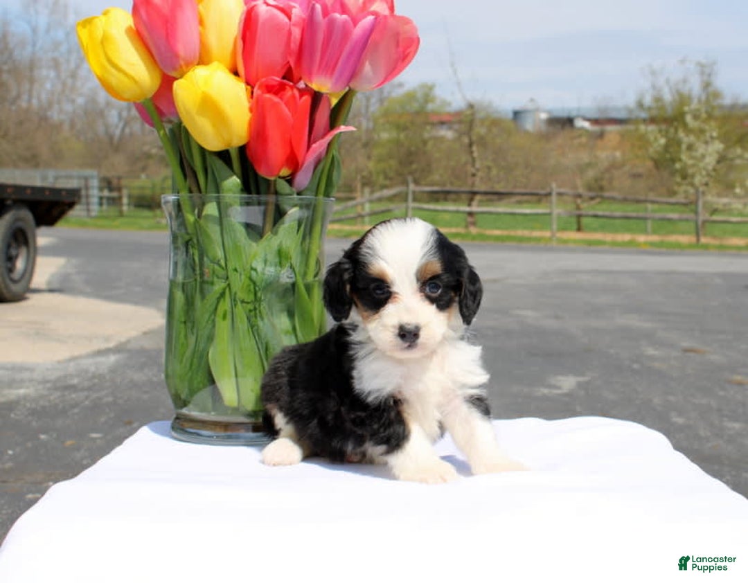Mini Bernedoodle dogs for sale: Meadow - Image 3