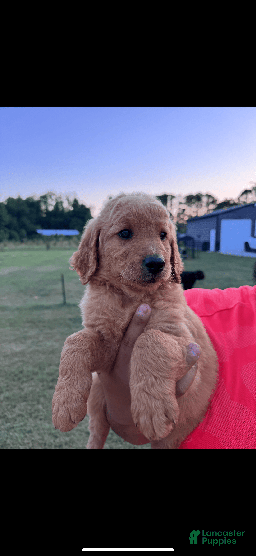 Goldendoodle dogs for sale: Daisy - Image 11