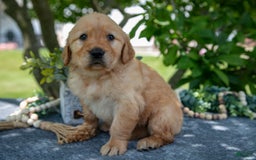 Golden Retriever dogs for sale: Layla - Image 4