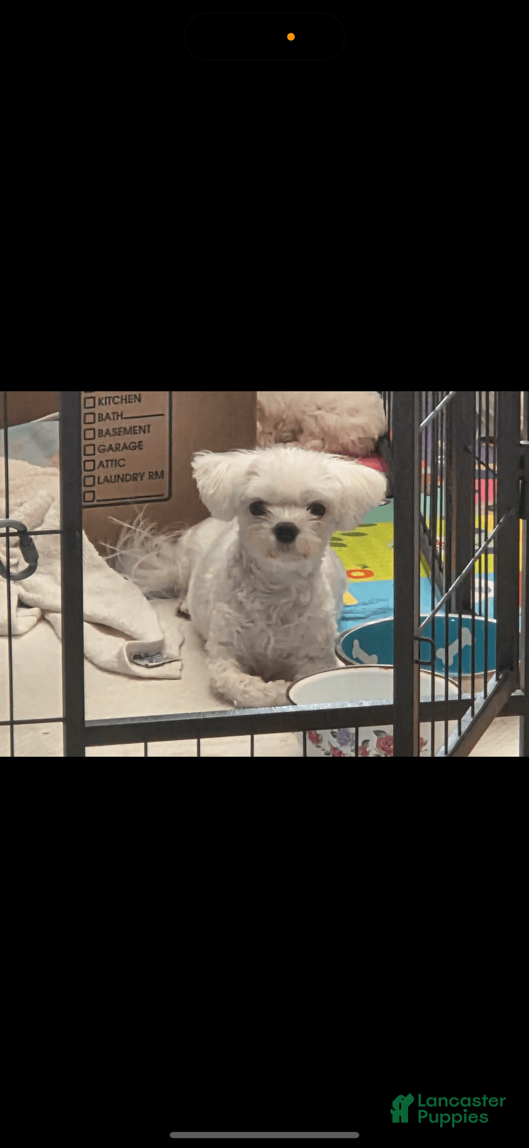 Maltese dogs for sale: Ryan - Image 5