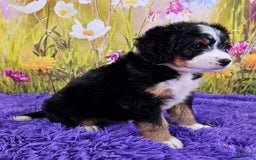 Mini Bernedoodle dogs for sale: Lewie - Image 3