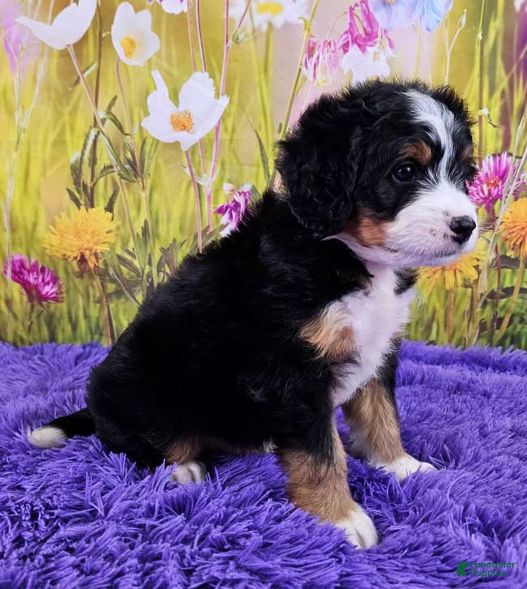 Mini Bernedoodle dogs for sale: Lewie - Image 3