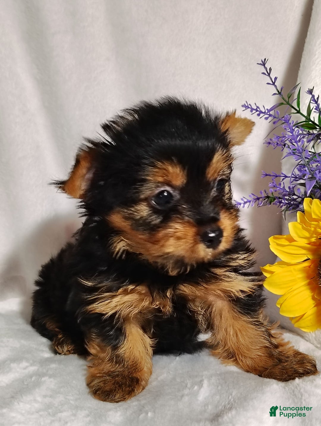 Yorkshire Terrier dogs for sale: Shep - Image 8