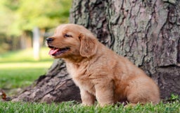 Golden Retriever dogs for sale: Jack - Image 3