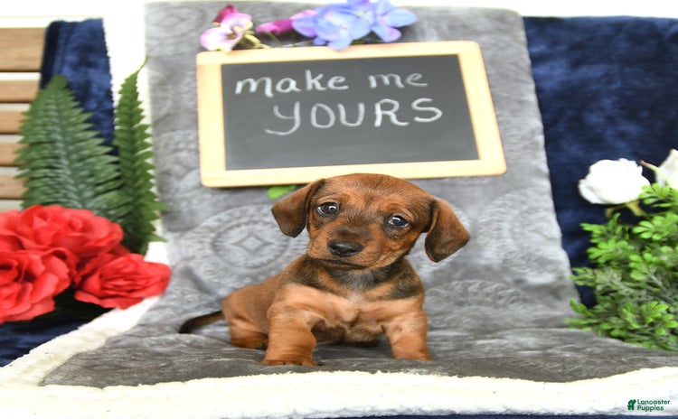 Miniature Dachshund dogs for sale - Ad 4