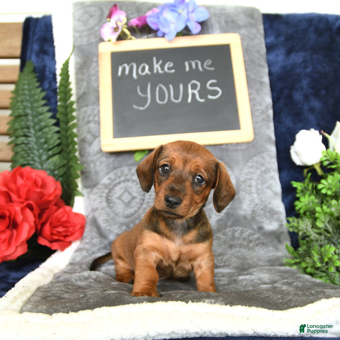 Miniature Dachshund dogs for sale: Patrick - Image 1