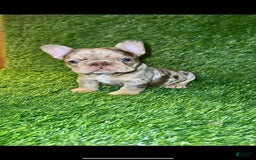 French Bulldog dogs for sale: Scarlet - Image 7