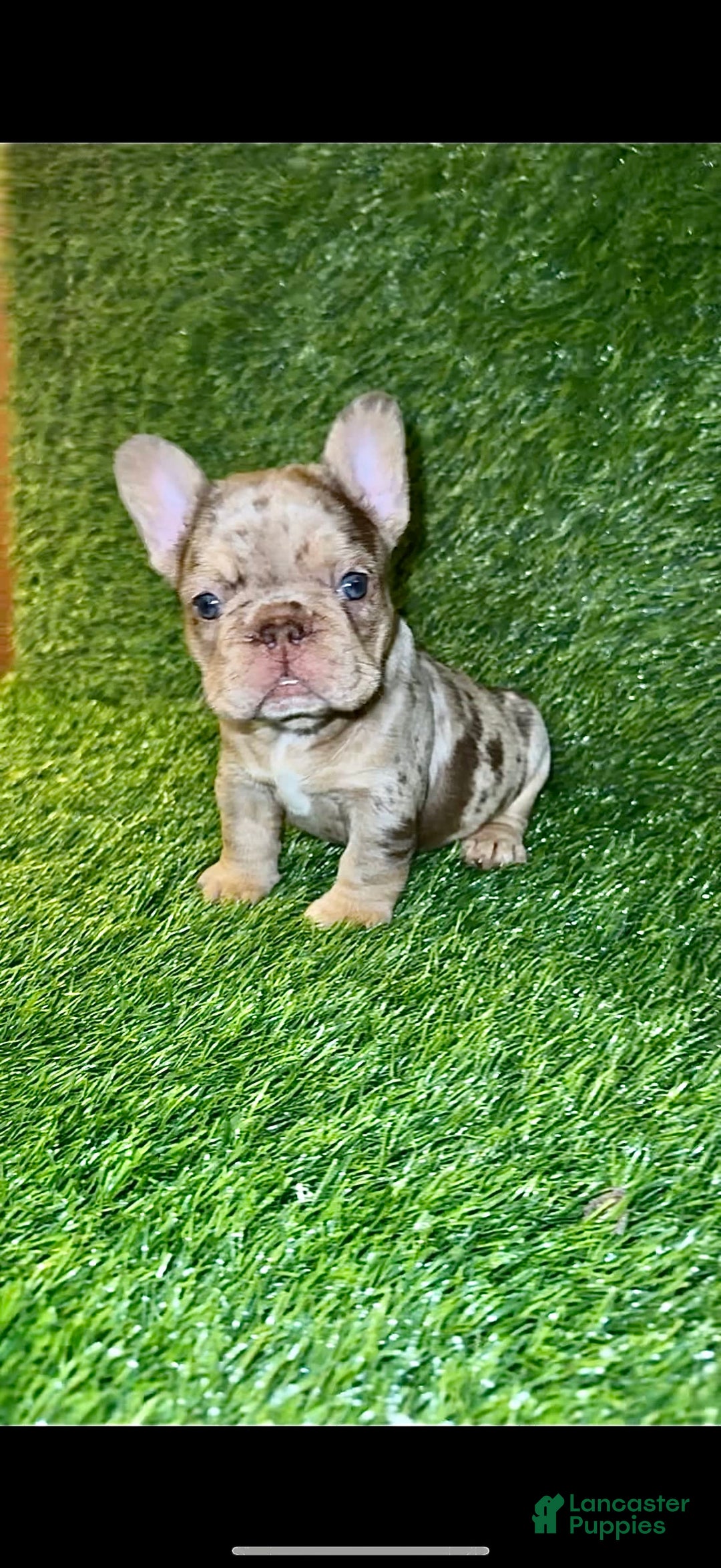 French Bulldog dogs for sale: Scarlet - Image 7