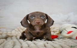Miniature Dachshund dogs for sale: Duke - Image 1