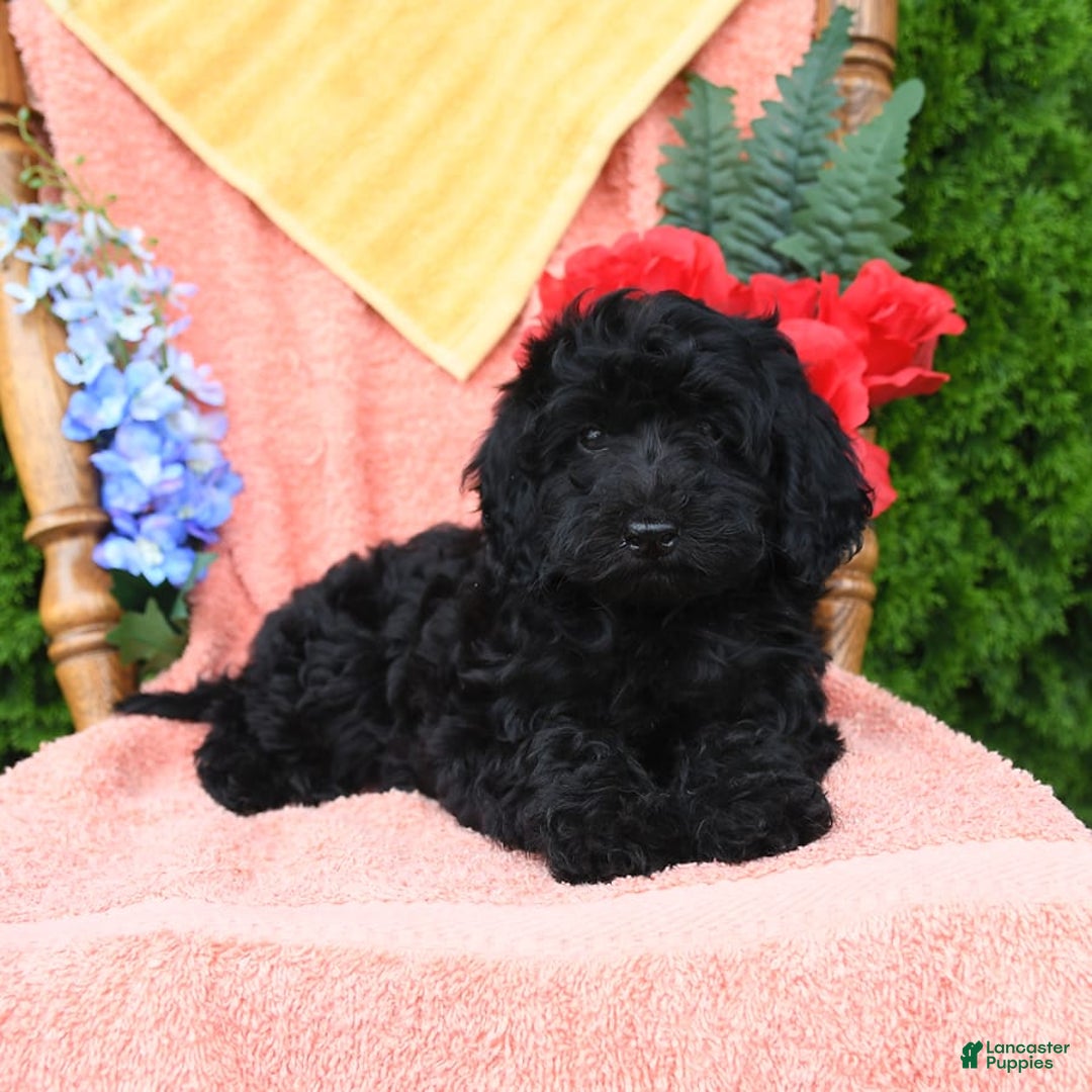 Miniature Poodle dogs for sale: Opal - Image 20