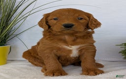 Goldendoodle dogs for sale: Emmie - Image 11
