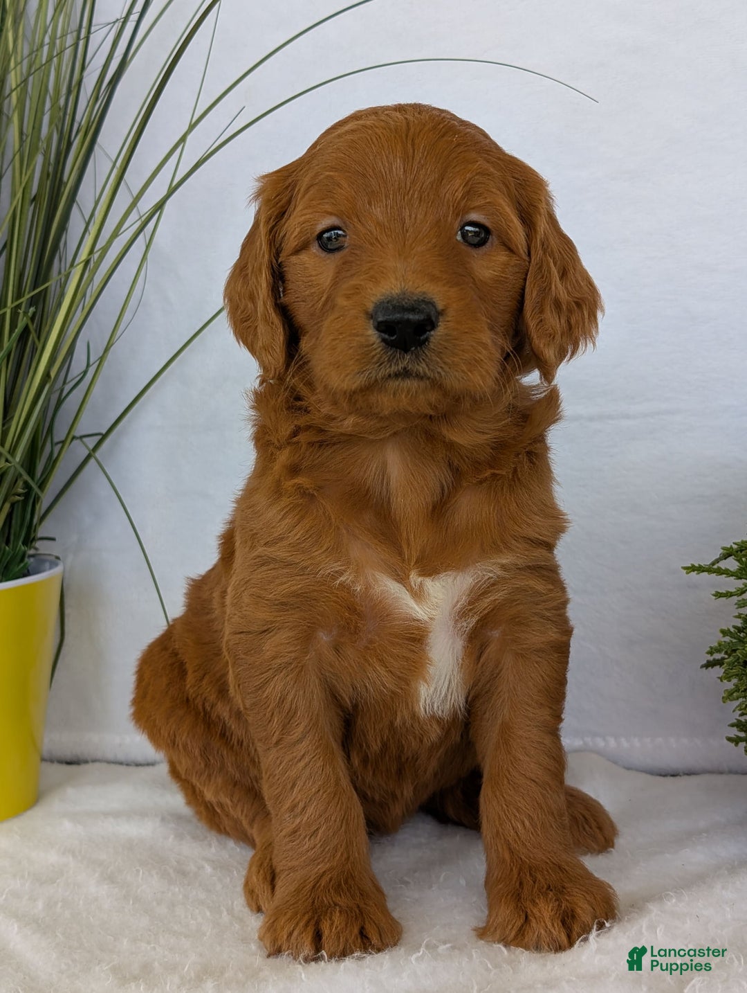 Goldendoodle dogs for sale: Emmie - Image 11