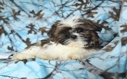 Shih Tzu dogs for sale: Everest - Image 17