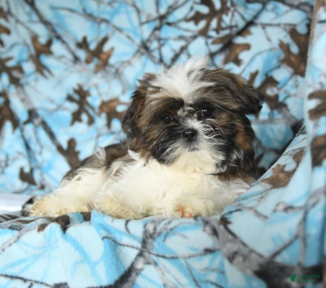 Shih Tzu dogs for sale: Everest - Image 17