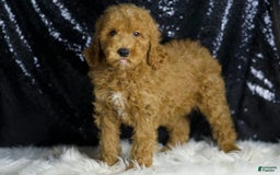 Mini Goldendoodle dogs for sale: Chappy - Image 4