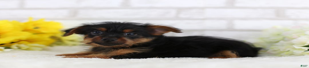 Zoey