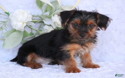 Yorkshire Terrier dogs for sale: Dallas - Image 6