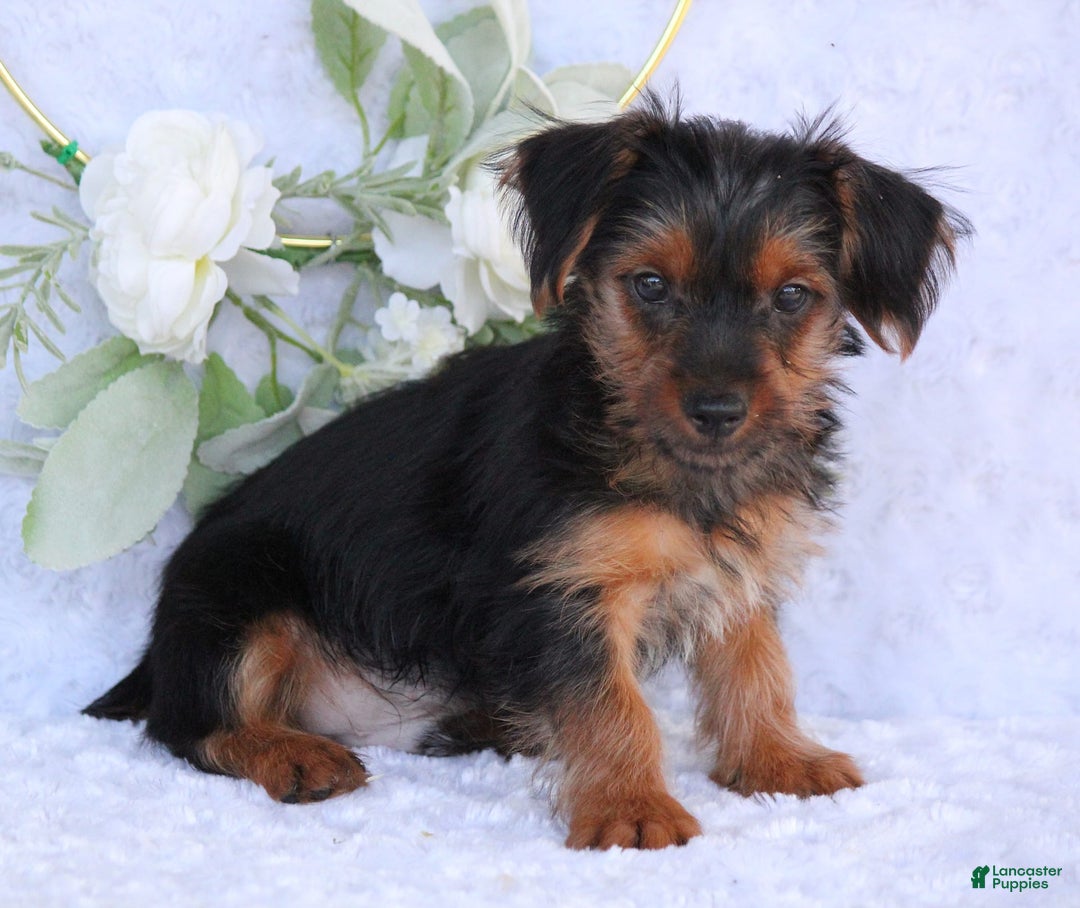 Yorkshire Terrier dogs for sale: Dallas - Image 6