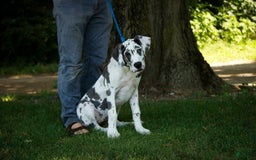 Great Dane dogs for sale: Electra - Image 27