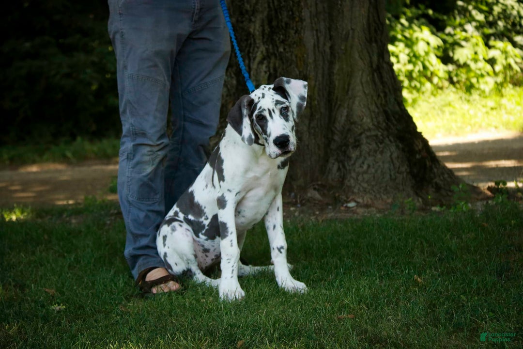 Great Dane dogs for sale: Electra - Image 27